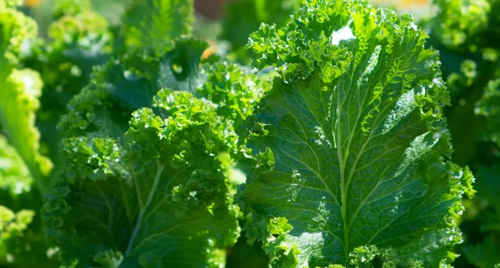 Verduras buenas para la retina
